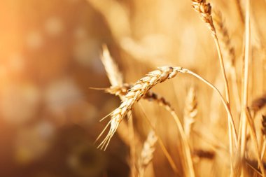 Buğday tarlası. Parlayan Güneş Işığı Altında Kırsal Manzara. Olgunlaşan buğdayın arka planı. Zengin hasat.