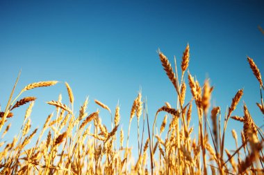 Buğday tarlası. Parlayan Güneş Işığı Altında Kırsal Manzara. Olgunlaşan buğdayın arka planı. Zengin hasat.