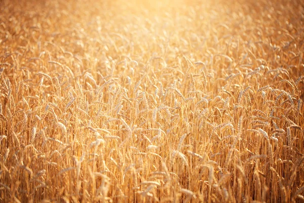 Campo di grano. Paesaggio rurale sotto la luce del sole. Uno sfondo del grano che matura. Ricco raccolto. — Foto Stock