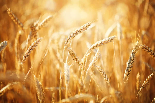 Champ de blé. Paysages ruraux sous la lumière du soleil. Un arrière-plan du blé mûrissant. Une récolte riche. — Photo