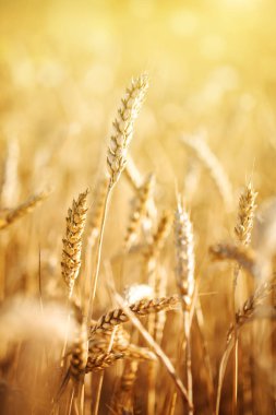 Buğday tarlası. Parlayan Güneş Işığı Altında Kırsal Manzara. Olgunlaşan buğdayın arka planı. Zengin hasat.