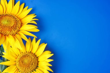 Mavi arka plan üzerinde güzel ayçiçeği. Yukarıdan görüntüleyin. Arka plan kopya alanı ile.