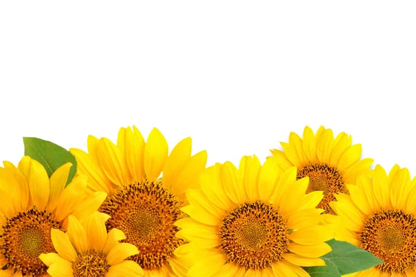 Cornice di girasoli su sfondo bianco. Sfondo con spazio di copia . — Foto Stock