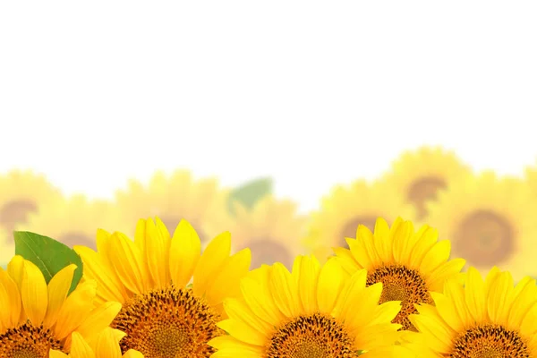 Cornice di girasoli su sfondo bianco. Sfondo con spazio di copia . — Foto Stock