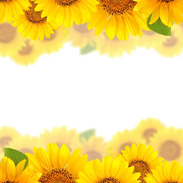 Marco de girasoles sobre fondo blanco. Fondo con espacio de copia . — Foto de Stock