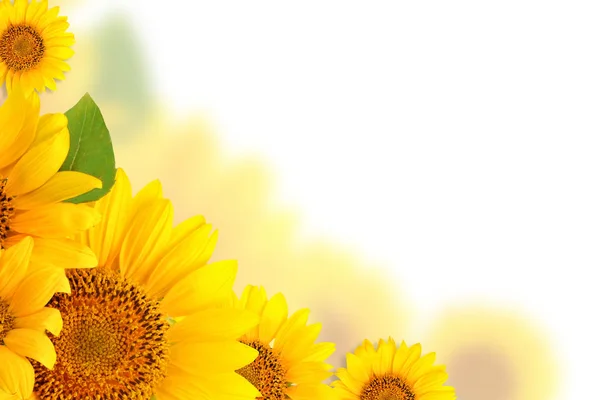 Marco de girasoles sobre fondo blanco. Fondo con espacio de copia . — Foto de Stock