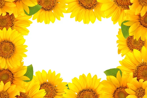 Marco de girasoles sobre fondo blanco. Fondo con espacio de copia . — Foto de Stock