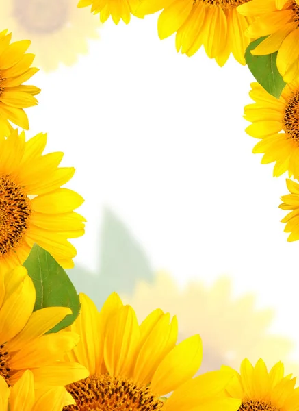 Cornice di girasoli su sfondo bianco. Sfondo con spazio di copia . — Foto Stock