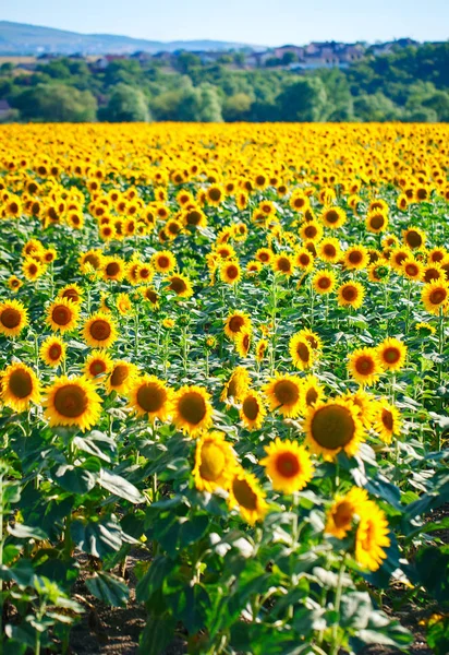 Belo campo de girassóis. Paisagens rurais sob luz solar brilhante. Fundo de girassol amadurecimento. Colheita rica . — Fotografia de Stock