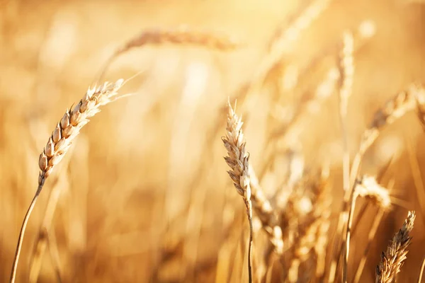 Champ de blé. Paysages ruraux sous la lumière du soleil. Un arrière-plan du blé mûrissant. Une récolte riche. — Photo