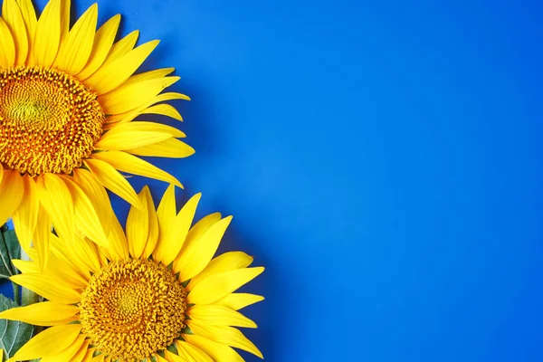 Mavi arka plan üzerinde güzel ayçiçeği. Yukarıdan görüntüleyin. Arka plan kopya alanı ile.