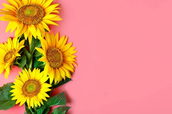 Güzel ayçiçeği pembe bir arka plan üzerinde. Yukarıdan görüntüleyin. Arka plan kopya alanı ile.