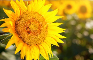Güzel Ayçiçeği tarlası. Kırsal manzara parlak güneş ışığı altında. Olgunlaşma, arka plan ayçiçeği. Zengin hasat.