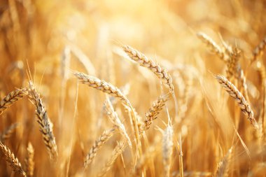 Buğday tarlası. Parlayan Güneş Işığı Altında Kırsal Manzara. Olgunlaşan buğdayın arka planı. Zengin hasat.