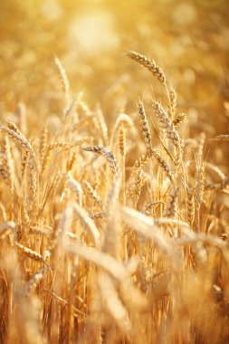 Buğday tarlası. Parlayan Güneş Işığı Altında Kırsal Manzara. Olgunlaşan buğdayın arka planı. Zengin hasat.
