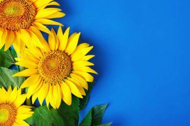 Mavi arka plan üzerinde güzel ayçiçeği. Yukarıdan görüntüleyin. Arka plan kopya alanı ile.
