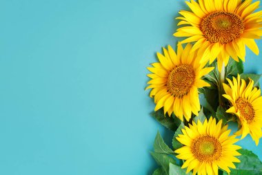 Mavi arka plan üzerinde güzel ayçiçeği. Yukarıdan görüntüleyin. Arka plan kopya alanı ile.