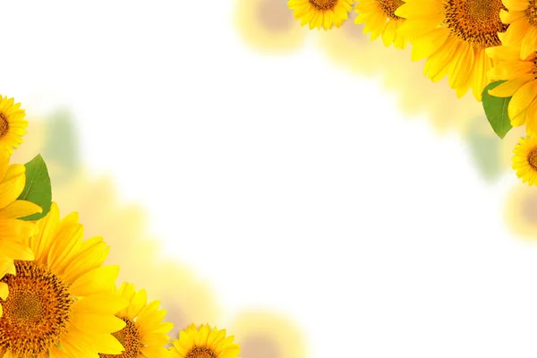 Frame of sunflowers on a white background. Background with copy space. — Stock Photo, Image