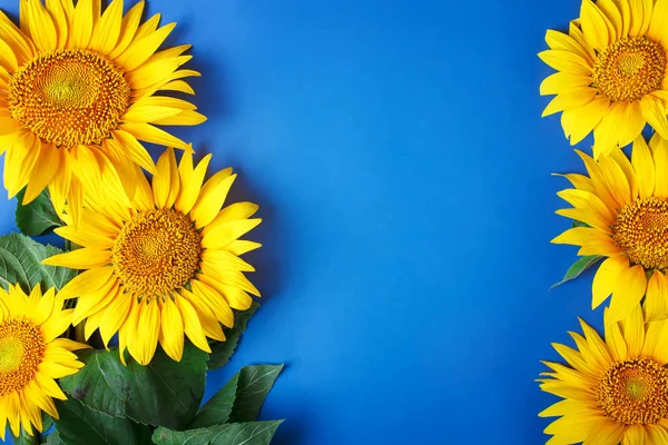 Krásné slunečnice na modrém pozadí. Pohled shora. Pozadí s kopií prostor. — Stock fotografie