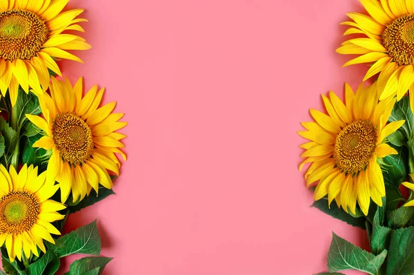 Güzel ayçiçeği pembe bir arka plan üzerinde. Yukarıdan görüntüleyin. Arka plan kopya alanı ile.