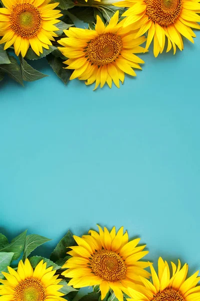 Krásné slunečnice na modrém pozadí. Pohled shora. Pozadí s kopií prostor. — Stock fotografie