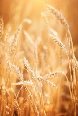 Buğday tarlası. Parlayan Güneş Işığı Altında Kırsal Manzara. Olgunlaşan buğdayın arka planı. Zengin hasat.