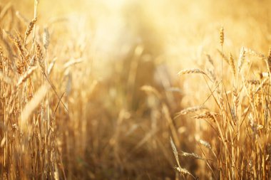 Buğday tarlası. Parlayan Güneş Işığı Altında Kırsal Manzara. Olgunlaşan buğdayın arka planı. Zengin hasat.