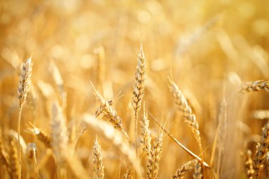 Buğday tarlası. Parlayan Güneş Işığı Altında Kırsal Manzara. Olgunlaşan buğdayın arka planı. Zengin hasat.