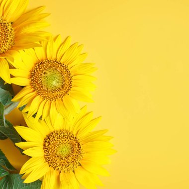 Güzel ayçiçeği sarı zemin üzerine. Yukarıdan görüntüleyin. Arka plan kopya alanı ile.