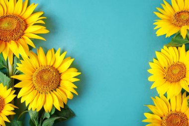 Mavi arka plan üzerinde güzel ayçiçeği. Yukarıdan görüntüleyin. Arka plan kopya alanı ile.