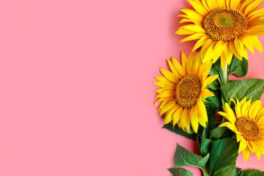 Güzel ayçiçeği pembe bir arka plan üzerinde. Yukarıdan görüntüleyin. Arka plan kopya alanı ile.