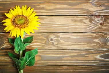 Güzel ayçiçeği ahşap bir masa üzerinde. Yukarıdan görüntüleyin. Arka plan kopya alanı ile.