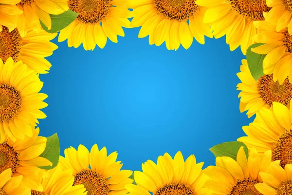 Sonnenblumenrahmen auf blauem Hintergrund. Hintergrund mit Kopierraum. — Stockfoto