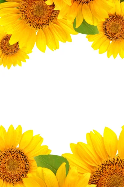 Sonnenblumenrahmen auf weißem Hintergrund. Hintergrund mit Kopierraum. — Stockfoto