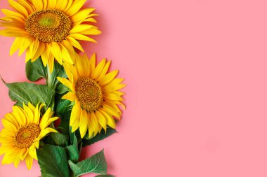Güzel ayçiçeği pembe bir arka plan üzerinde. Yukarıdan görüntüleyin. Arka plan kopya alanı ile.
