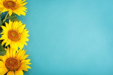 Mavi arka plan üzerinde güzel ayçiçeği. Yukarıdan görüntüleyin. Arka plan kopya alanı ile.