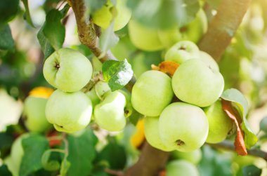 Elma ağacı hasat daha önce üzerinde.