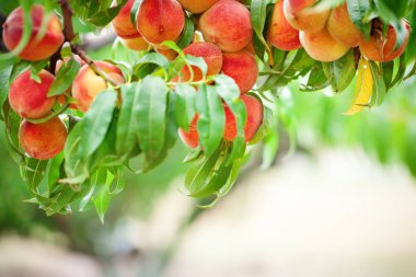 Şeftali ağacı bahçede büyüyen meyve ile. Şeftali meyve bahçesi.