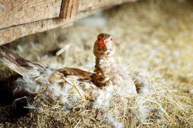 Bir geleneksel tavuk çiftliğinde Misk ördeği.