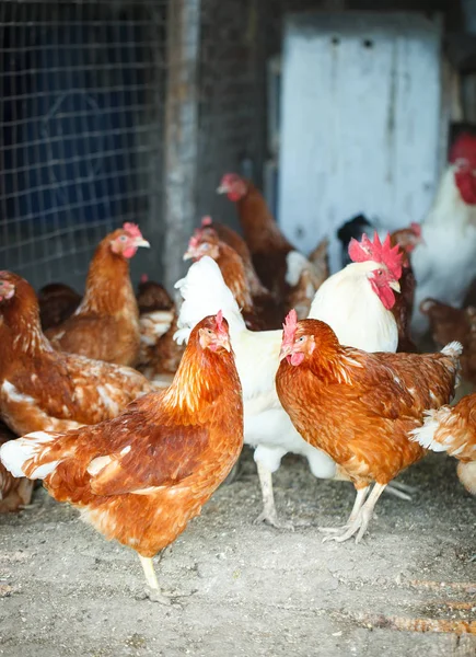 Hanen en kippen op een traditionele Pluimveebedrijf. Landbouw. — Stockfoto