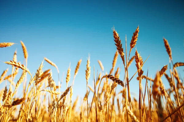 Campo de trigo. Cenário rural sob a luz do sol brilhante. Um fundo do trigo em amadurecimento. Colheita rica. — Fotografia de Stock