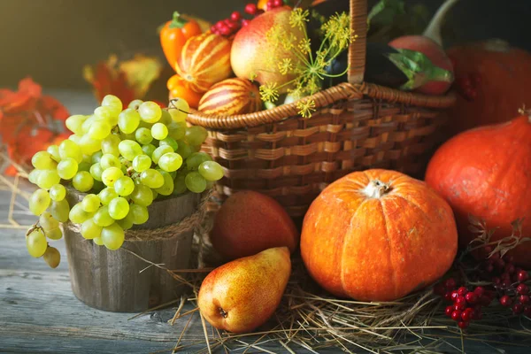 Happy Thanksgiving Day background, wooden table decorated with Pumpkins, Maize, fruits and autumn leaves. Harvest festival. Selective focus. Horizontal.