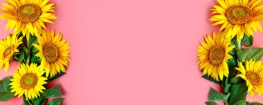 Güzel ayçiçeği pembe bir arka plan üzerinde. Yukarıdan görüntüleyin. Arka plan kopya alanı ile.