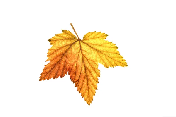 Raccolta di mele fresca. Buon giorno del Ringraziamento. Festa del raccolto. Sfondo autunno . — Foto Stock