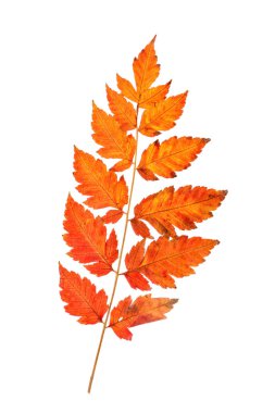 Taze hasat elma. Mutlu Şükran günü. Hasat Festivali. Sonbahar arka plan.