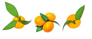 Mandalina yaprak ve beyaz arka plan üzerinde izole mandalina yaprakları ile kümesi.