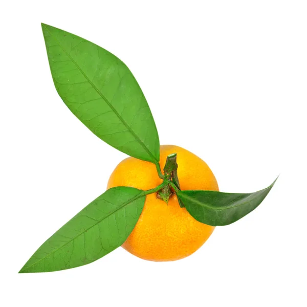 Tangerine of clementine met groen blad geïsoleerd op witte achtergrond. — Stockfoto