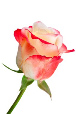 güzel renkli gül beyaz zemin üzerine izole.