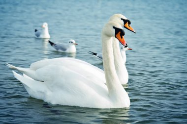 Denizin üzerinde beyaz kuğu. Yaban hayatı. Okyanus.