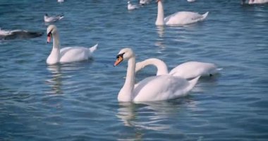 güzel beyaz kuğu denizde yüzmek.